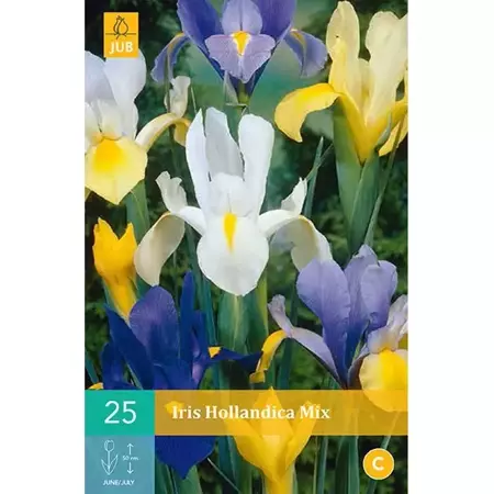 25 Iris Hollandica Mix - afbeelding 1