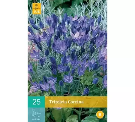 25 Triteleia Corrina - afbeelding 1