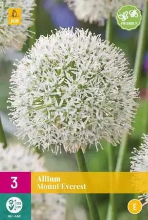 X 3 Allium Mount Everest