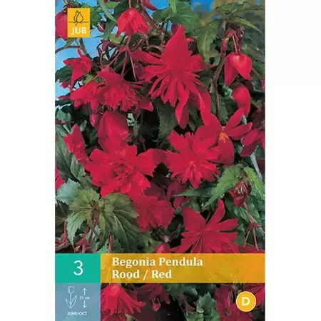 3 Begonia Pendula Rood - afbeelding 1