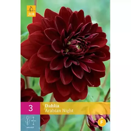 3 Dahlia Arabian Night - afbeelding 1