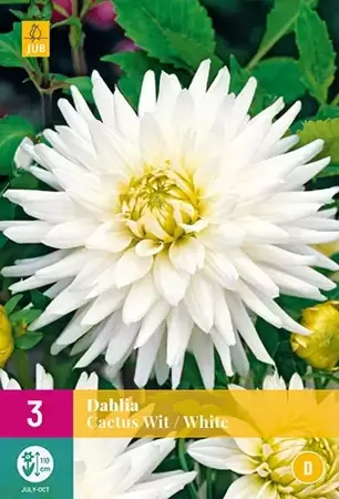 3 Dahlia Cactus Wit