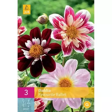 3 Dahlia Favourite Ballet - afbeelding 1