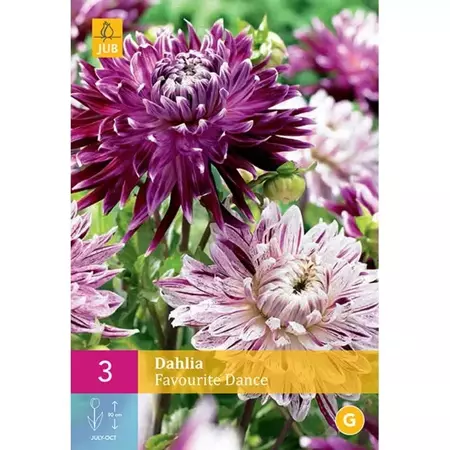 3 Dahlia Favourite Dance - afbeelding 1