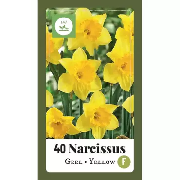 X 40 Narcissus grootkronig geel
