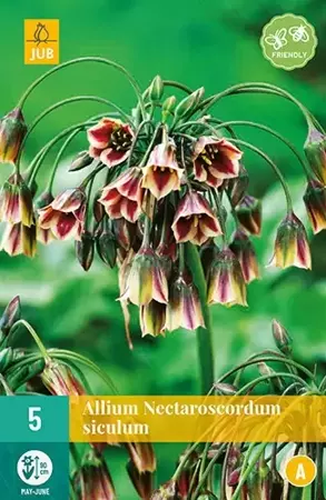 X 5 Allium (nectaroscodum) siculum
