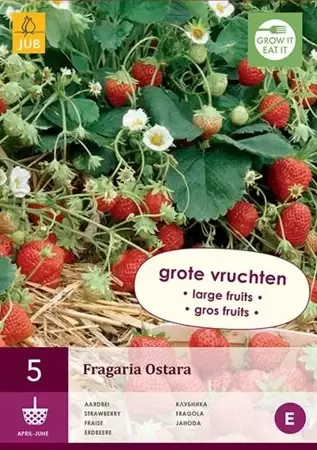 5 Fragaria Ostara - afbeelding 1