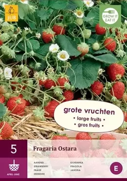 5 Fragaria Ostara - afbeelding 1