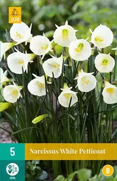 X 5 Narcissus White Petticoat