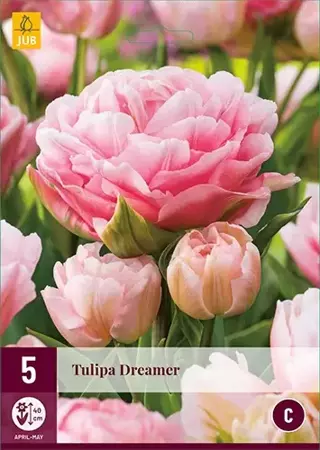 X 5 Tulipa Dreamer