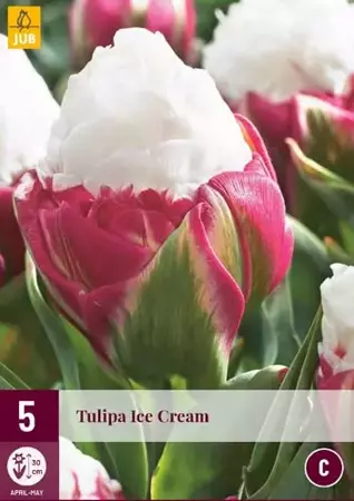 X 5 Tulipa Ice Cream