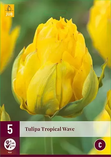 X 5 Tulipa Tropical Wave