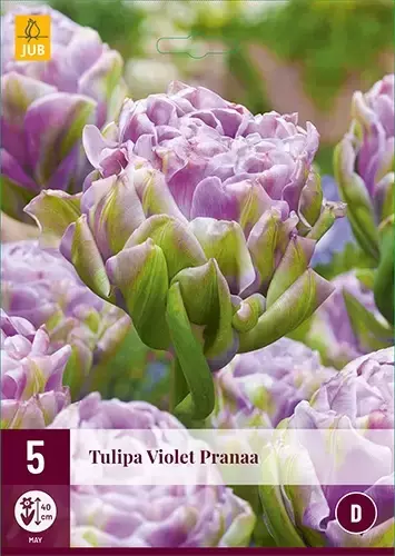 X 5 Tulipa Violet Pranaa