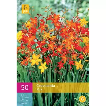 50 Crocosmia Mix - afbeelding 1