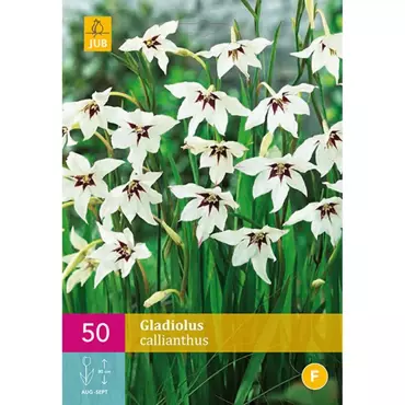 50 Gladiolus Callianthus - afbeelding 1
