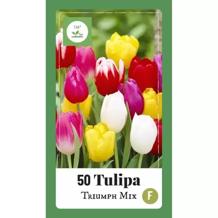 X 50 Tulipa Triumph mix