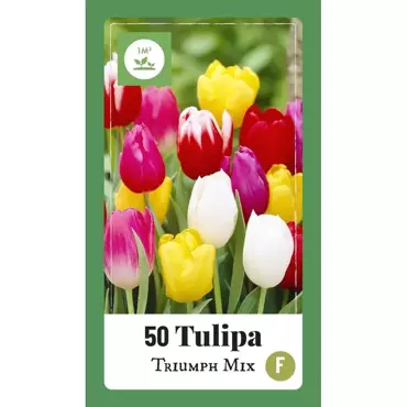 X 50 Tulipa Triumph mix