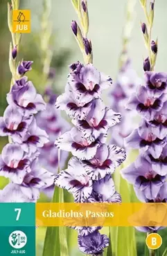 7 Gladiolus Passos - afbeelding 1