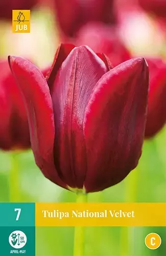X 7 Tulipa National Velvet