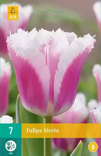 X 7 Tulipa Siesta