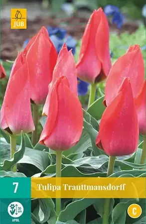 X 7 Tulipa Trauttmansdorff
