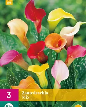 Zantedeschia mix 3st