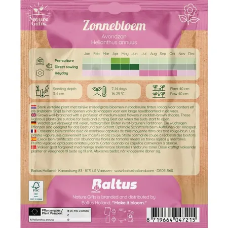 Zonnebloem avondzon 20st - afbeelding 2