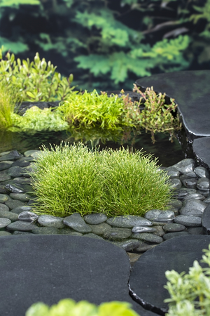 Zuurstofplant Scirpus isolepsis