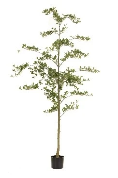 Zwarte olijfboom in pot l100cm groen